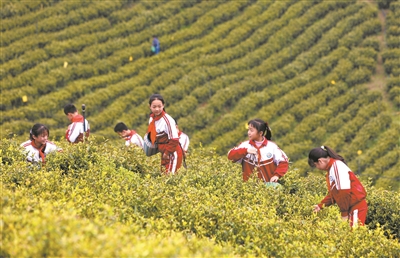 江西省吉安市泰和县马市镇中心小学学生在甘露村生态茶园体验采茶